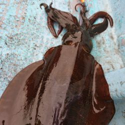 シースナイパー海龍 釣果