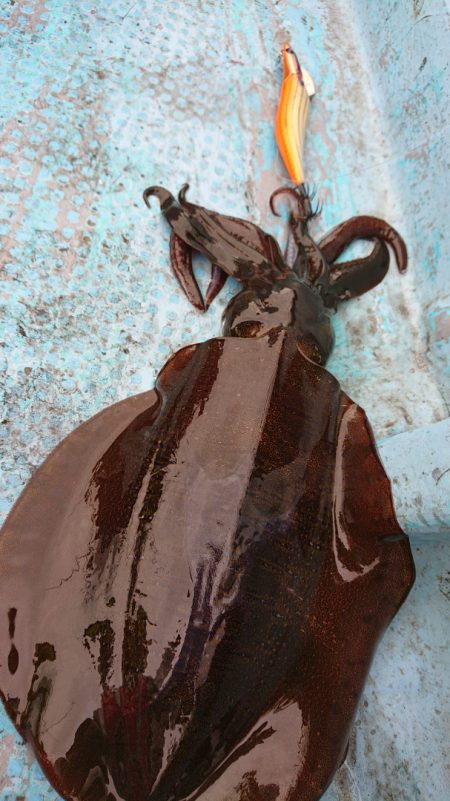 シースナイパー海龍 釣果