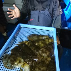 第三共栄丸 釣果