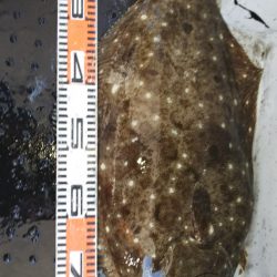 第二龍勢丸 釣果