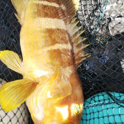 第二龍勢丸 釣果