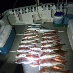 ARCADIAⅡ (アルカディアⅡ) 釣果