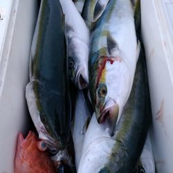 LUSTER『ラスター』 釣果