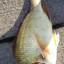 第二龍勢丸 釣果