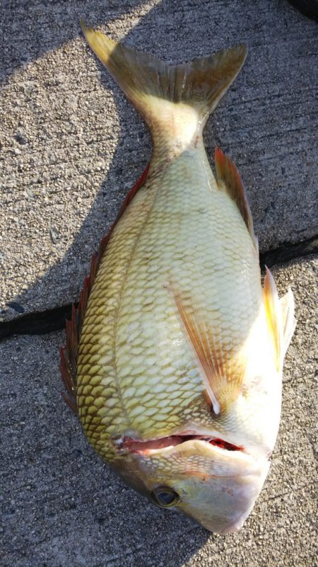 第二龍勢丸 釣果