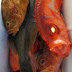 第二龍勢丸 釣果