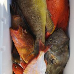 第二龍勢丸 釣果