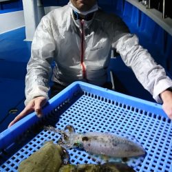 第三共栄丸 釣果