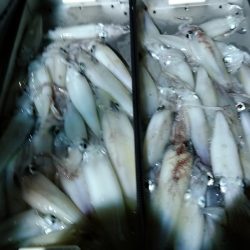 LUSTER『ラスター』 釣果