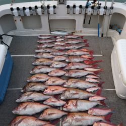 ARCADIAⅡ （アルカディアⅡ） 釣果