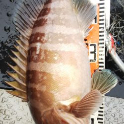 第二龍勢丸 釣果