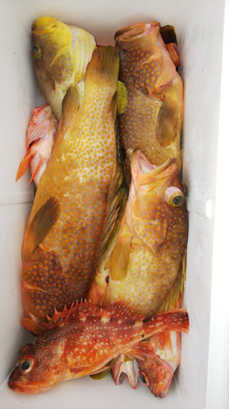 第二龍勢丸 釣果