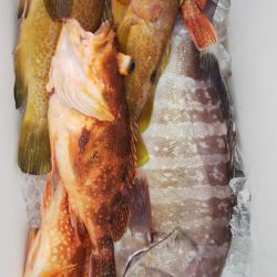 第二龍勢丸 釣果