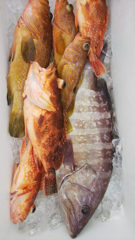 第二龍勢丸 釣果