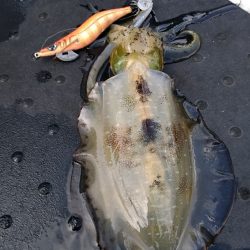 LUSTER『ラスター』 釣果