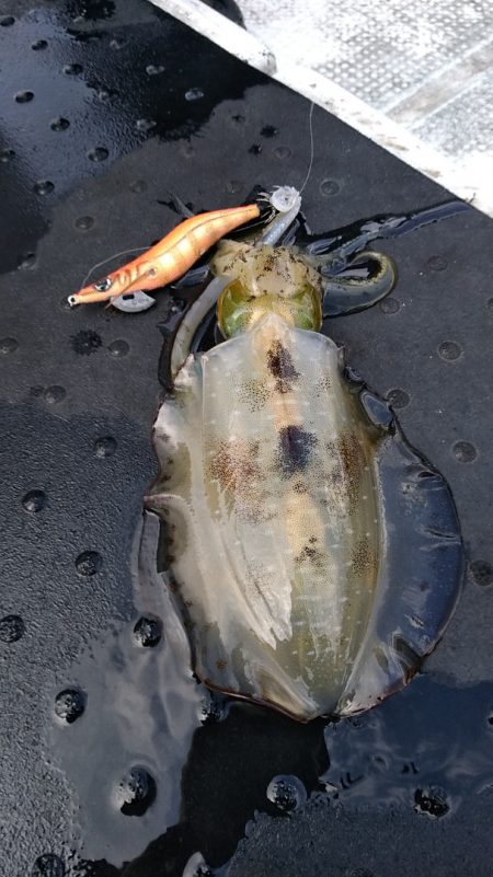 LUSTER『ラスター』 釣果