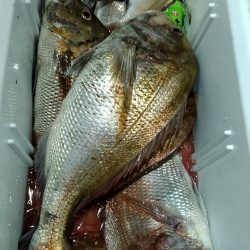 LUSTER『ラスター』 釣果