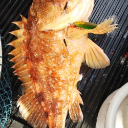 第二龍勢丸 釣果