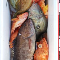 第二龍勢丸 釣果