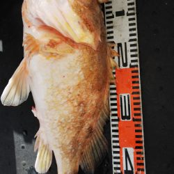 第二龍勢丸 釣果