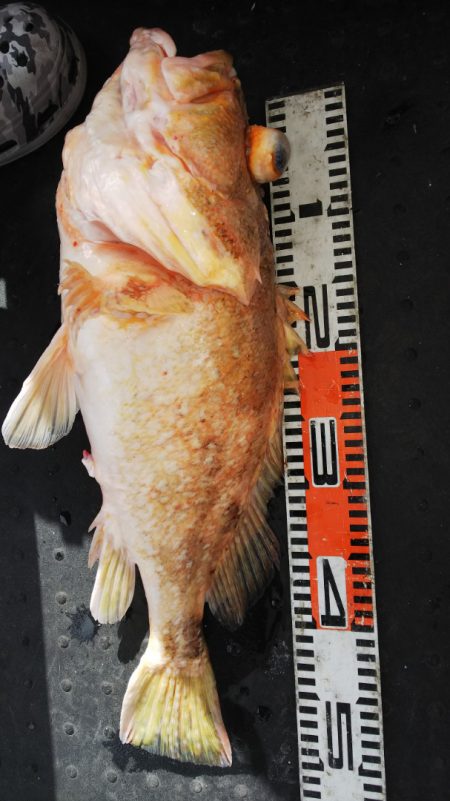 第二龍勢丸 釣果