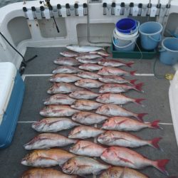 ARCADIAⅡ (アルカディアⅡ) 釣果