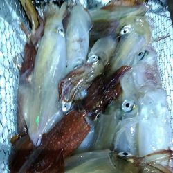 LUSTER『ラスター』 釣果