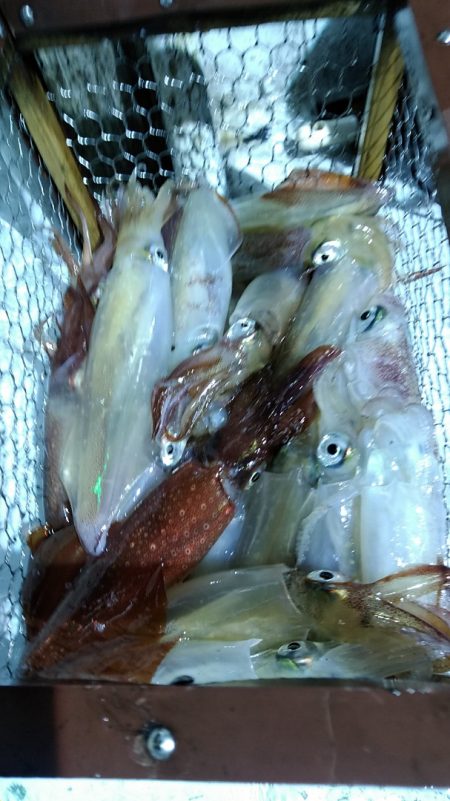 LUSTER『ラスター』 釣果