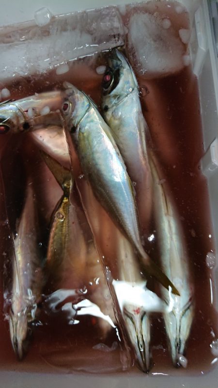 シースナイパー海龍 釣果