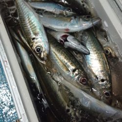 シースナイパー海龍 釣果