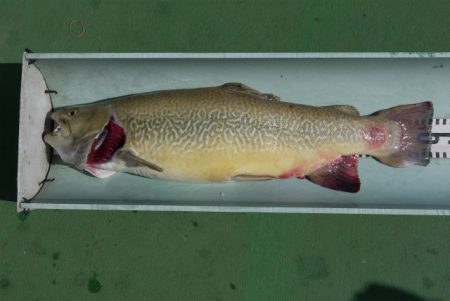 としまえんフィッシングエリア 釣果