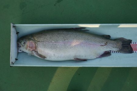 としまえんフィッシングエリア 釣果