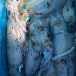 あみや渡船 JIGBOY 釣果