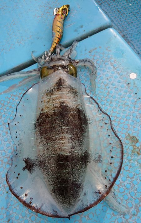 シースナイパー海龍 釣果