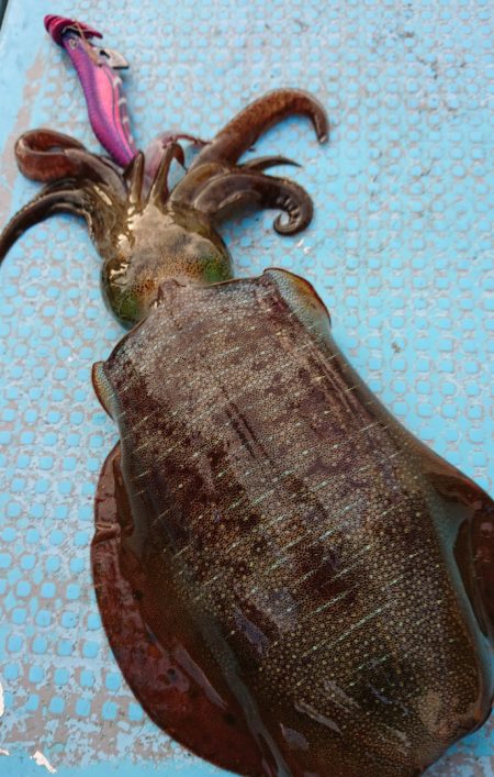 シースナイパー海龍 釣果