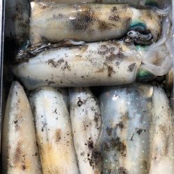 あみや渡船 JIGBOY 釣果