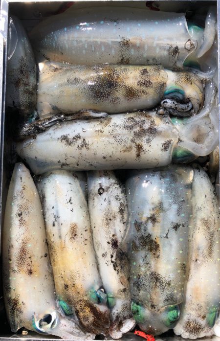 あみや渡船 JIGBOY 釣果