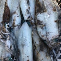 あみや渡船 JIGBOY 釣果