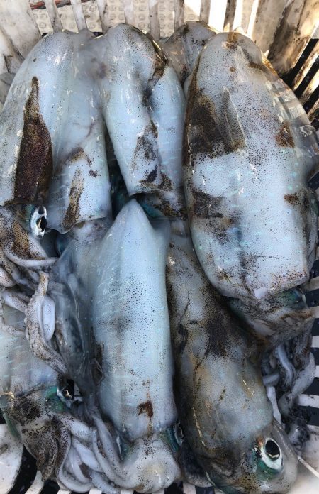 あみや渡船 JIGBOY 釣果