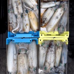 渡船屋たにぐち 釣果