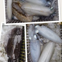 渡船屋たにぐち 釣果