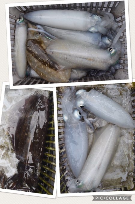 渡船屋たにぐち 釣果