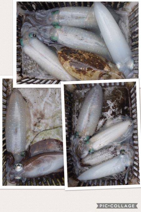 渡船屋たにぐち 釣果