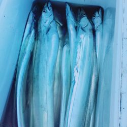 金沢八景鴨下丸 釣果