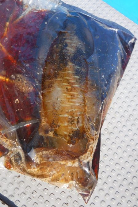 ブルースフィッシングサービス 釣果