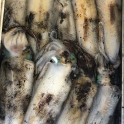 あみや渡船 JIGBOY 釣果