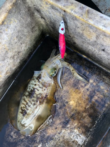 あみや渡船 JIGBOY 釣果