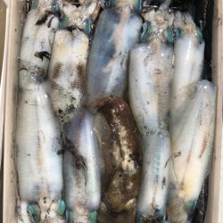 あみや渡船 JIGBOY 釣果