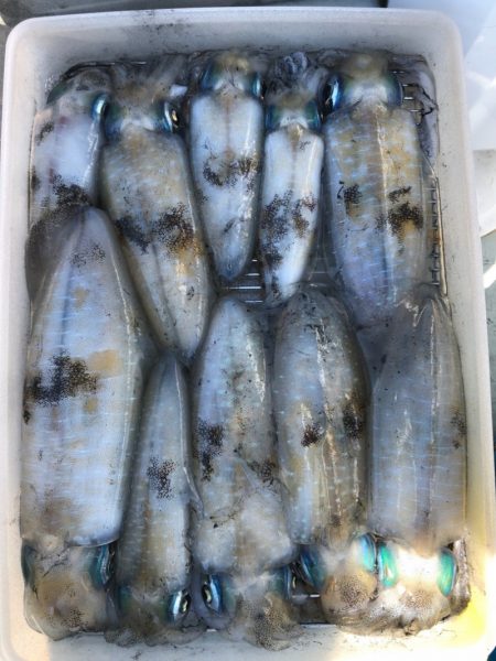 あみや渡船 JIGBOY 釣果