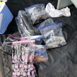 あみや渡船 JIGBOY 釣果